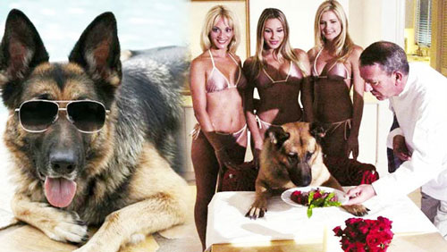 Gunther IV, the world's richest dog. Maybe.